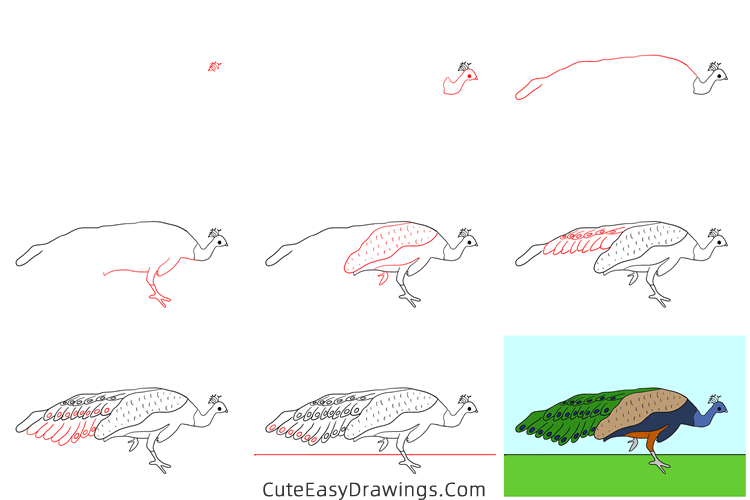 how to draw a realistic peacock - www.cuteeasydrawings.com