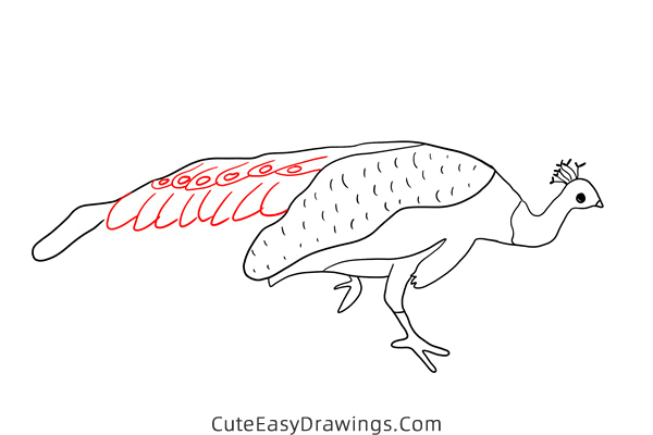 how to draw a realistic peacock - www.cuteeasydrawings.com