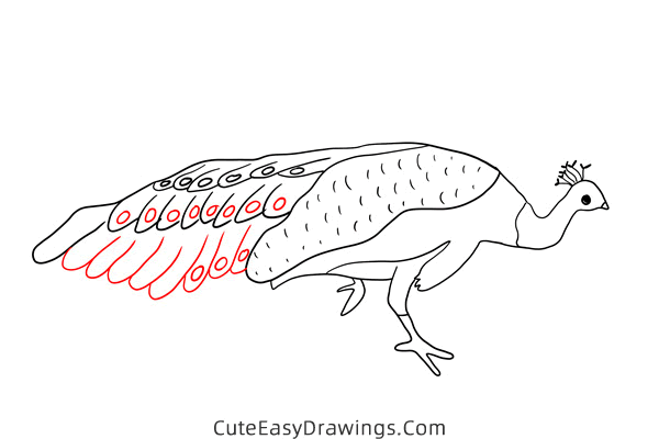 how to draw a realistic peacock - www.cuteeasydrawings.com