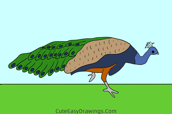 how to draw a realistic peacock - www.cuteeasydrawings.com