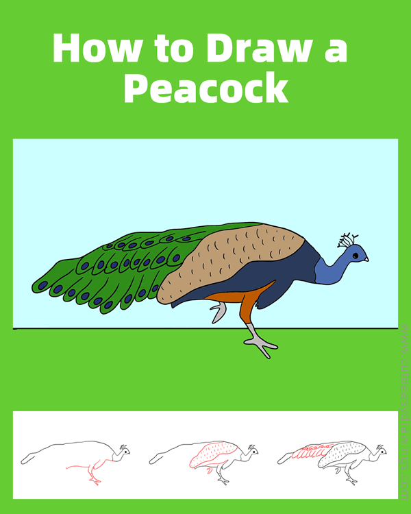 how to draw a realistic peacock - www.cuteeasydrawings.com