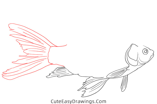 how to draw a realistic carp - www.cuteeasydrawings.com