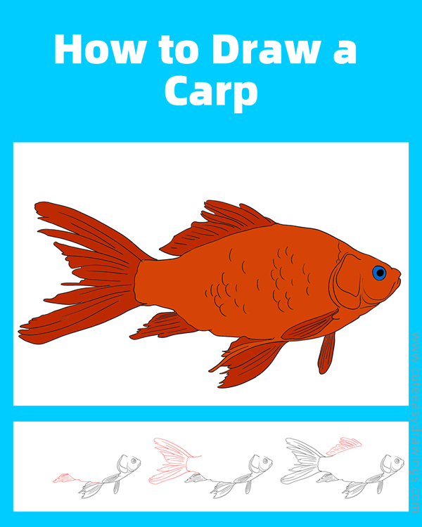 how to draw a realistic carp - www.cuteeasydrawings.com