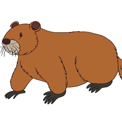 How to Draw a Beaver Step by Step