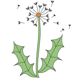 How to Draw a Dandelion Step by Step