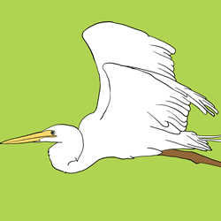 How to Draw a Great Egret Step by Step