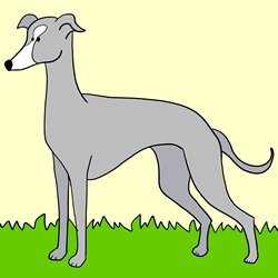 How to Draw a Greyhound Step by Step