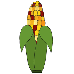 How to Draw a Corn Step by Step