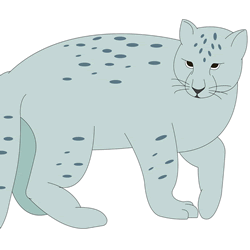 How to Draw a Snow Leopard Step by Step