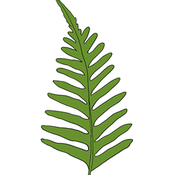 How to Draw a Fern Leaf Step by Step