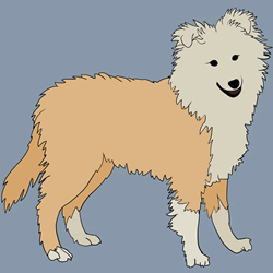 How to Draw a Realistic Sheepdog Step by Step