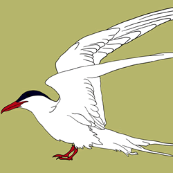 How to Draw an Arctic Tern Step by Step