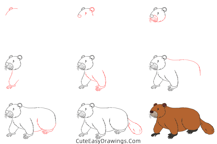 how to draw a beaver - www.cuteeasydrawings.com