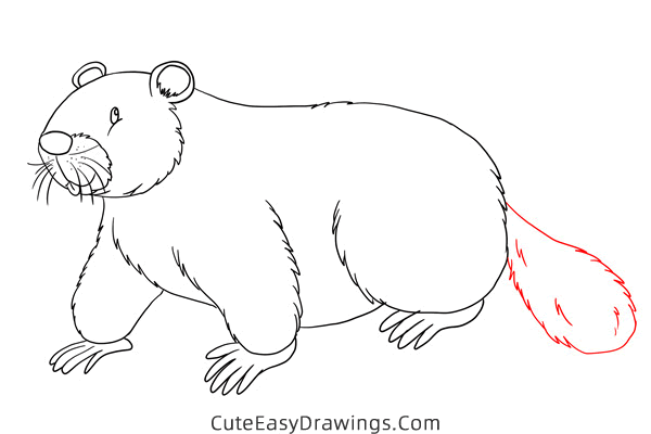 how to draw a beaver - www.cuteeasydrawings.com