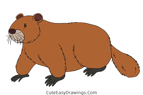 how to draw a beaver - www.cuteeasydrawings.com