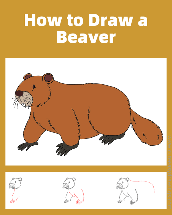 how to draw a beaver - www.cuteeasydrawings.com