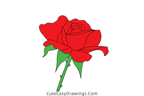 how to draw a blooming rose - www.cuteeasydrawings.com