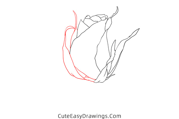 how to draw a realistic rose - www.cuteeasydrawings.com