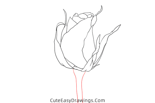 how to draw a realistic rose - www.cuteeasydrawings.com