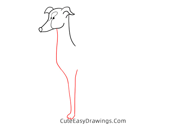 how to draw a greyhound - www.cuteeasydrawings.com