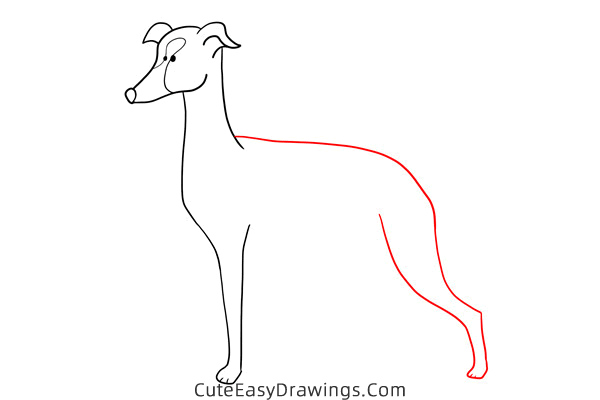 how to draw a greyhound - www.cuteeasydrawings.com