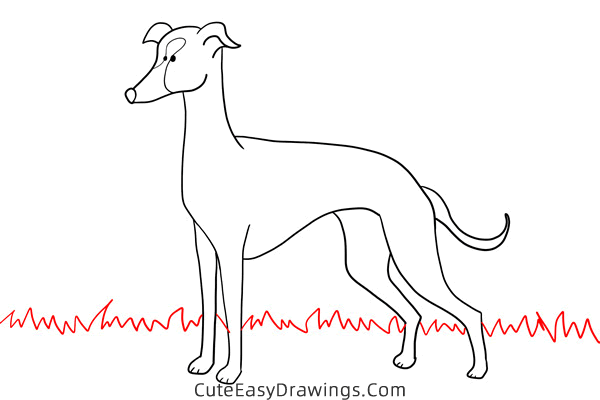 how to draw a greyhound - www.cuteeasydrawings.com