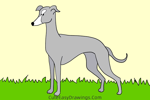 how to draw a greyhound - www.cuteeasydrawings.com