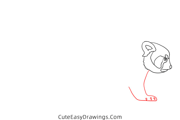 how to draw a red panda - www.cuteeasydrawings.com