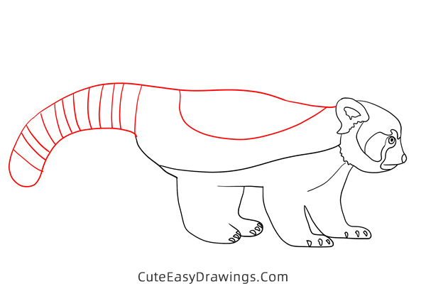 how to draw a red panda - www.cuteeasydrawings.com