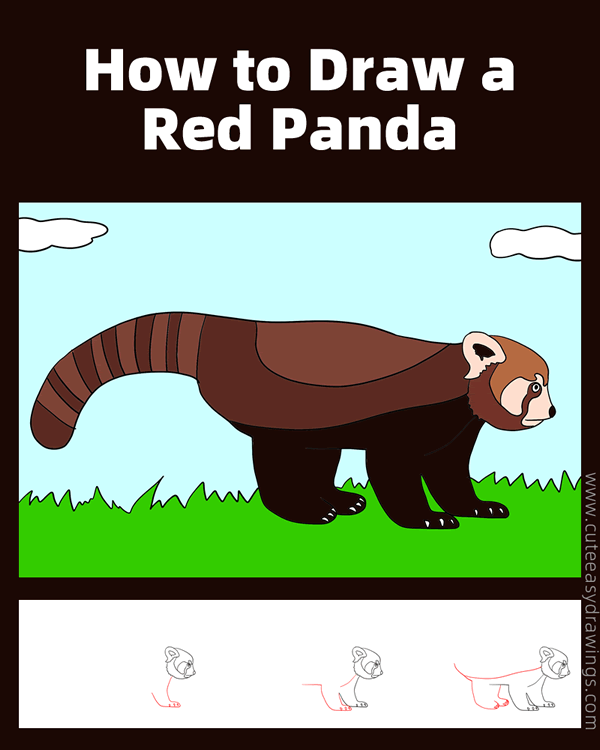 how to draw a red panda - www.cuteeasydrawings.com