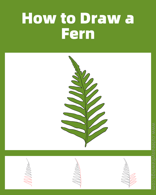 how to draw a fern leaf - www.cuteeasydrawings.com