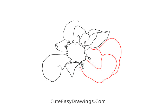 how to draw a realistic hollyhock flower - www.cuteeasydrawings.com