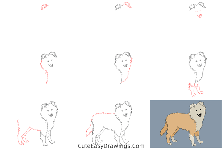 how to draw a realistic sheepdog - www.cuteeasydrawings.com