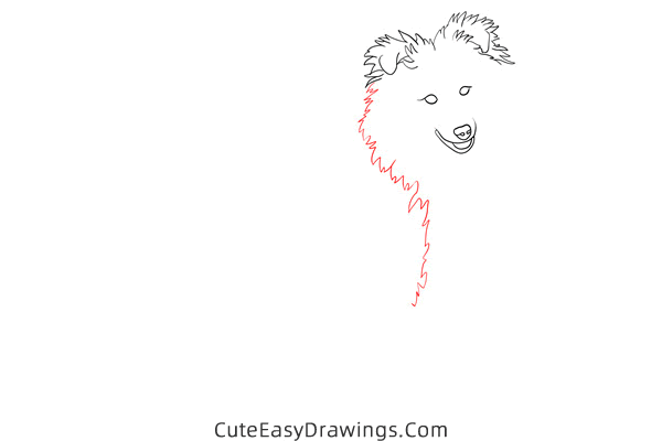 how to draw a realistic sheepdog - www.cuteeasydrawings.com