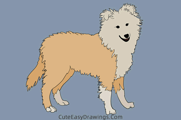 how to draw a realistic sheepdog - www.cuteeasydrawings.com