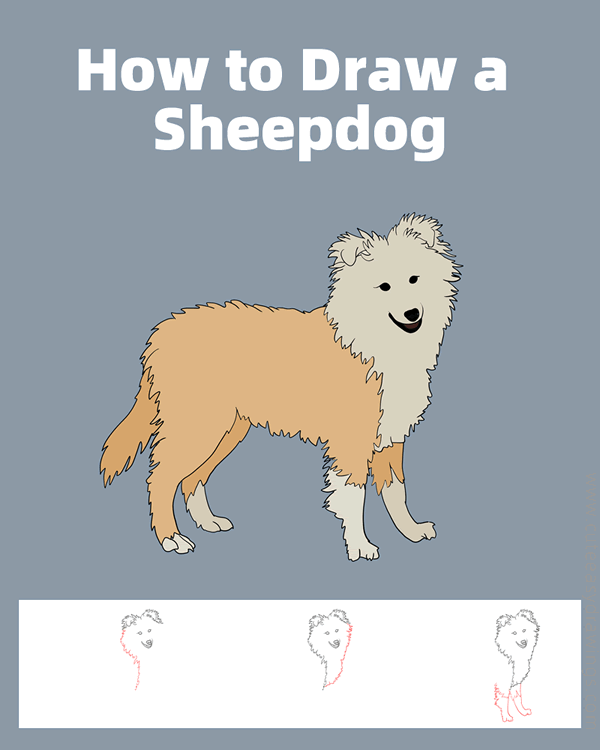 how to draw a realistic sheepdog - www.cuteeasydrawings.com