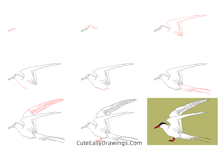 how to draw an arctic tern - www.cuteeasydrawings.com