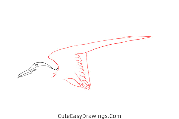 how to draw an arctic tern - www.cuteeasydrawings.com