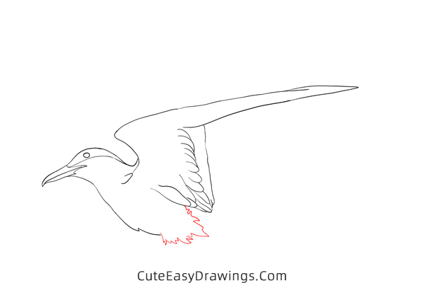 how to draw an arctic tern - www.cuteeasydrawings.com