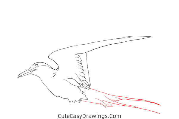 how to draw an arctic tern - www.cuteeasydrawings.com