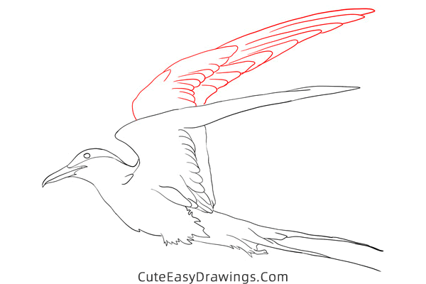 how to draw an arctic tern - www.cuteeasydrawings.com