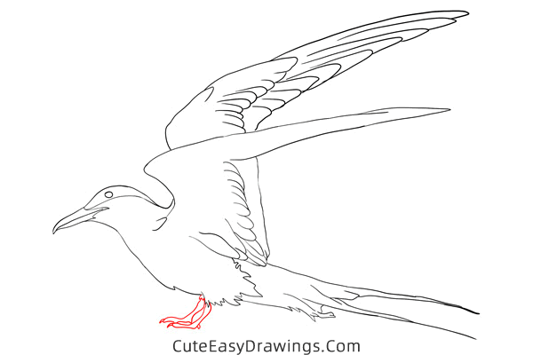 how to draw an arctic tern - www.cuteeasydrawings.com