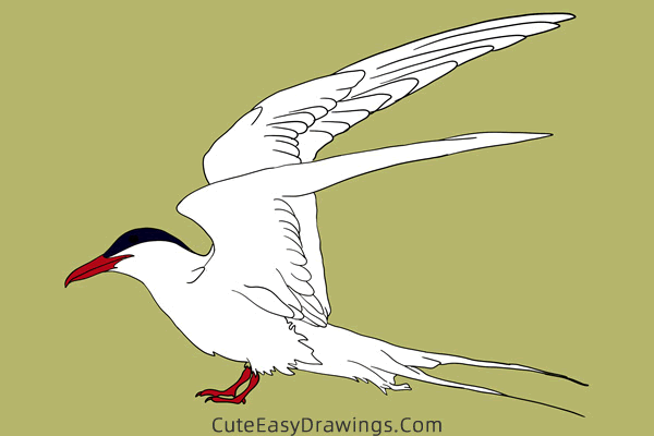 how to draw an arctic tern - www.cuteeasydrawings.com