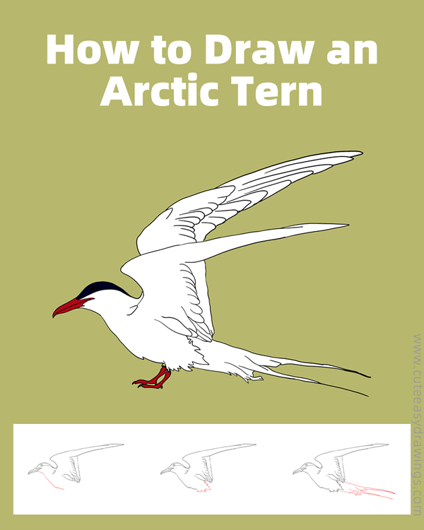 how to draw an arctic tern - www.cuteeasydrawings.com