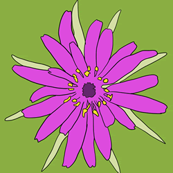 How to Draw a Salsify Flower Step by Step