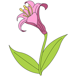 How to Draw a Lily Flower Step by Step