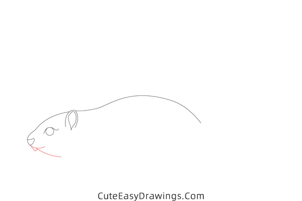 how to draw a squirrel easy - www.cuteeasydrawings.com