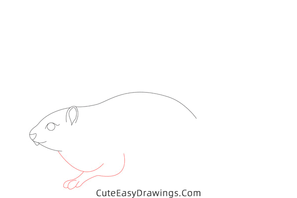 how to draw a squirrel easy - www.cuteeasydrawings.com