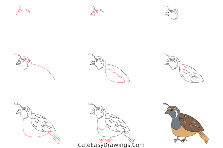 how to draw a quail - www.cuteeasydrawings.com