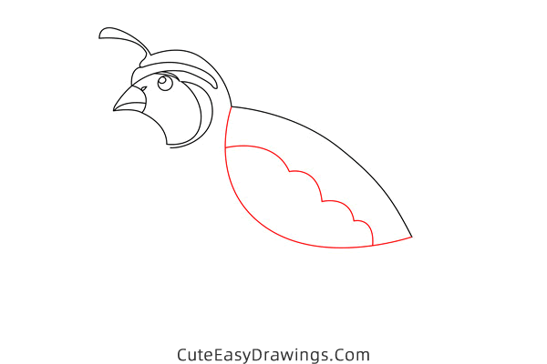 how to draw a quail - www.cuteeasydrawings.com